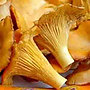 Le comptoir des champignons