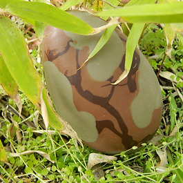 Oeuf Camouflage Autrement chocolat